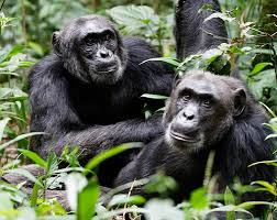 chimpanzee trekking 