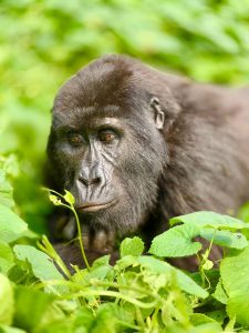 Gorilla permit and chimpanzee booking Uganda/Rwanda